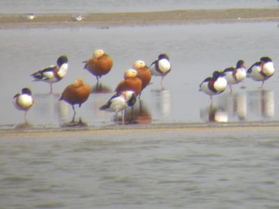 Common & Ruddy Shelducks