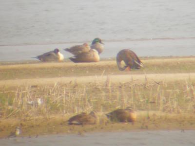 Falcated Duck