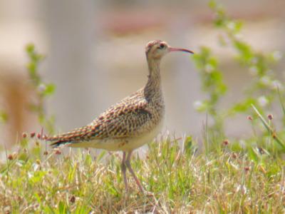 Little Curlew