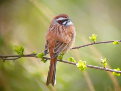 American Sparrows, Seedeaters, Old World Buntings
