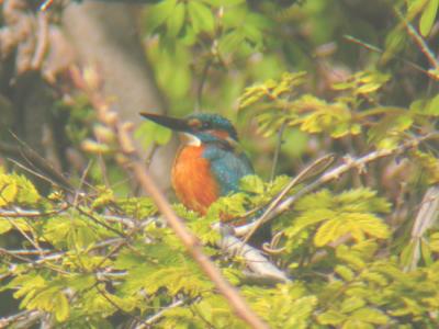 Common Kingfisher