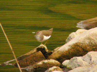 Common Sandpiper