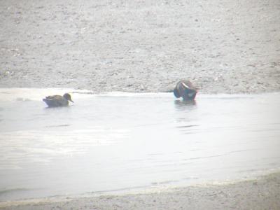 Common Teal