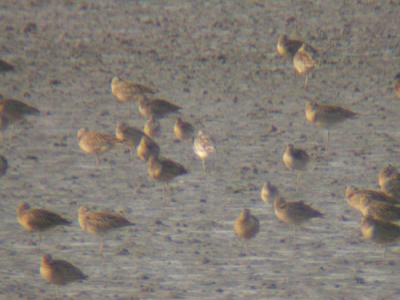 Eurasian & Far Eastern Curlews