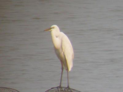 Great Egret