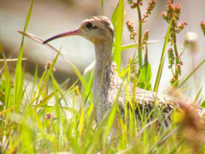 Little Curlew