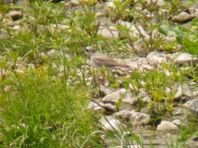 Long-billed Plover