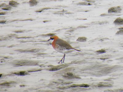 Mongolian Plover