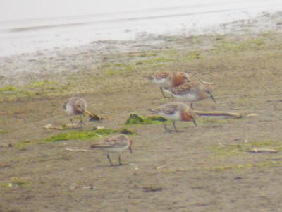 Red-necked Stints