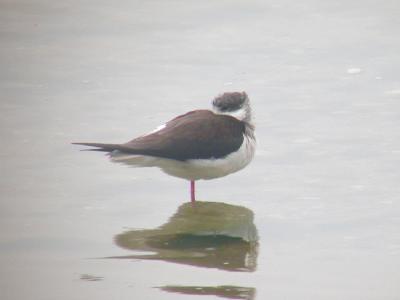 Black-winged Stilt