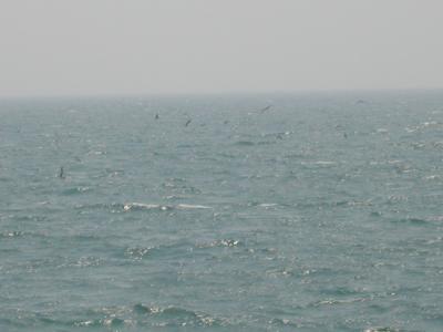 u45/mctodd/medium/29119937.KorearevisionsStreakedShearwaters.jpg
