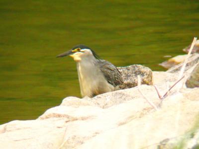 Striated Heron