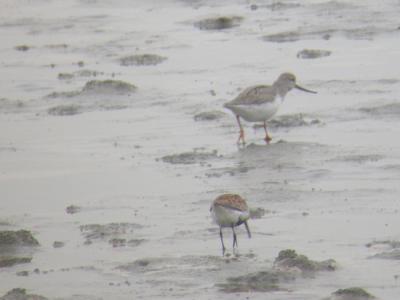 Terek Sandpiper