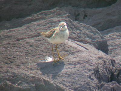 Wood Sandpiper