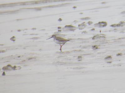 Terek Sandpiper