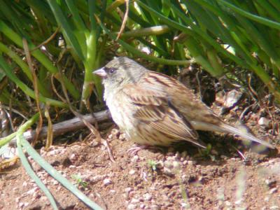 Black-faced Bunting