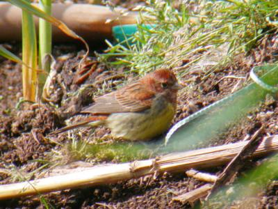 Chestnut Bunting