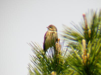 Chestnut-eared Bunting