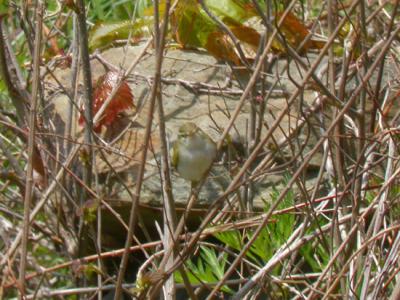 Eastern Crowned Warbler