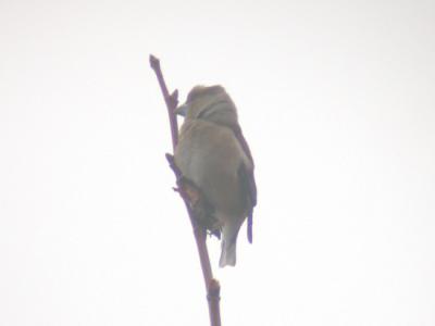 Hawfinch