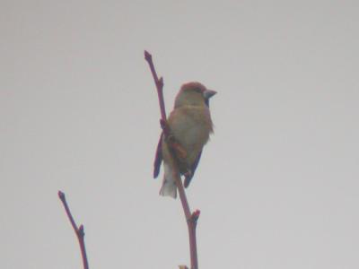 Hawfinch