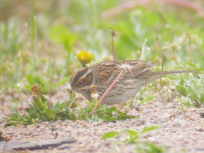 Little Bunting
