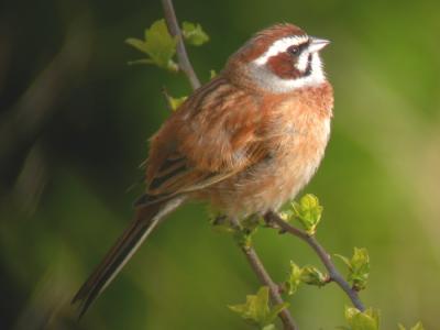 Meadow Bunting