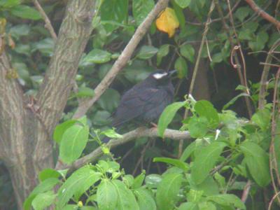 u45/mctodd/medium/29172594.Korearevisions2SibThrush.jpg