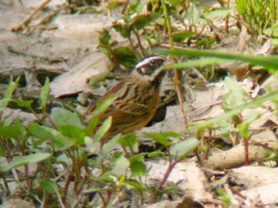 Tristam's Bunting