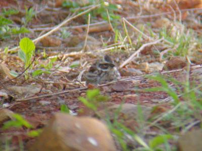 Yellow-throated Bunting