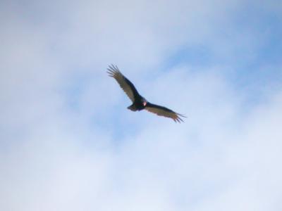 Turkey Vulture