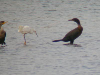 Neotropic-ish  Cormorant