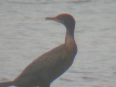 Neotropic-ish  Cormorant