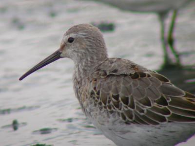 Stilt Sandpiper