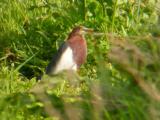 Chinese Pond-Heron