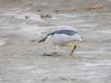 Black-crowned Night Heron