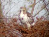 Red-tailed hawk
