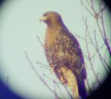 Red-tailed Hawk