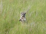 Raccoon