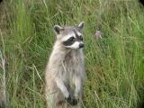 Raccoon