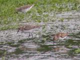 Bairds Sandpiper