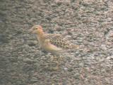 Buff-breasted Sandpiper