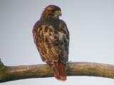 Red-tailed Hawk