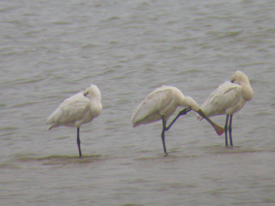 Eurasian Spoonbill