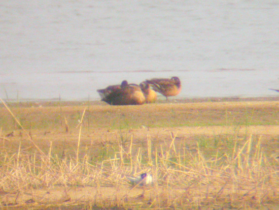 Baikal Teal