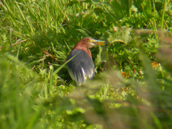 Chinese Pond-Heron