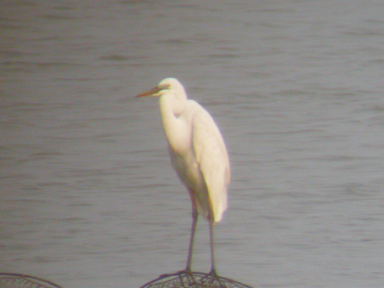 Great Egret