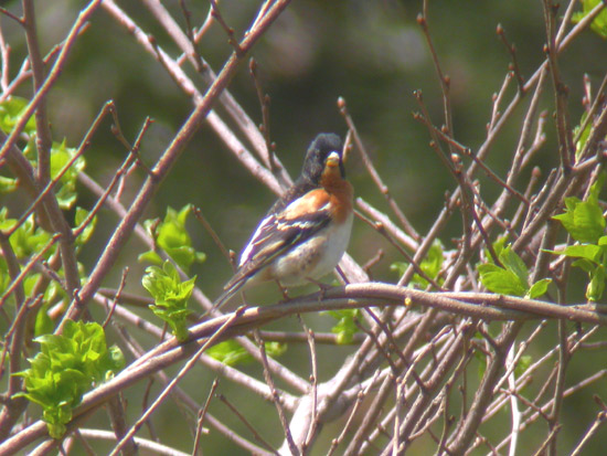 Brambling