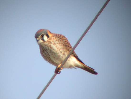 American Kestrel