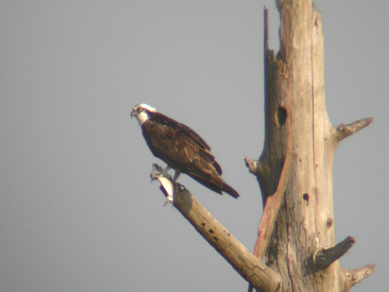 Osprey